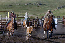 Canada-Alberta-Porcupine Hills Working Ranch and Round Ups